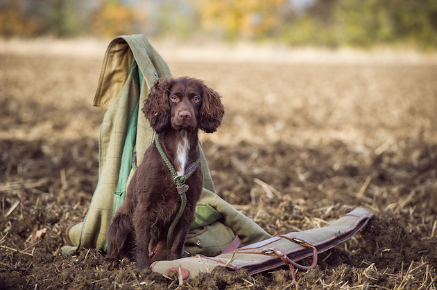 Gun Dog Items and Accessories